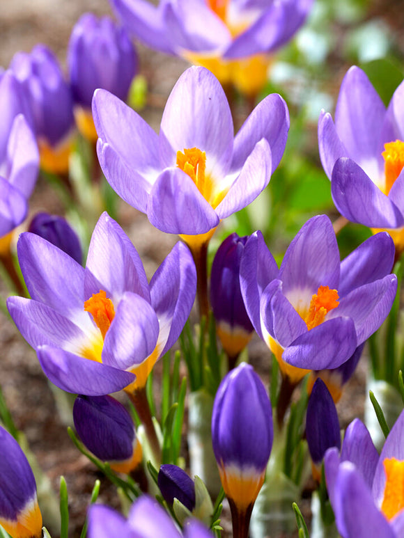 Crocus sieberi ssp. sublimus Tricolor