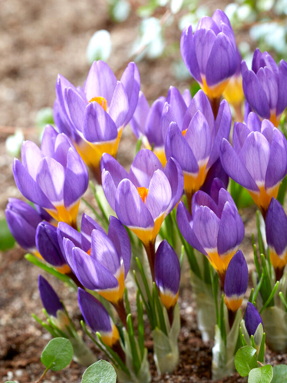 Crocus sieberi ssp. sublimus Tricolor