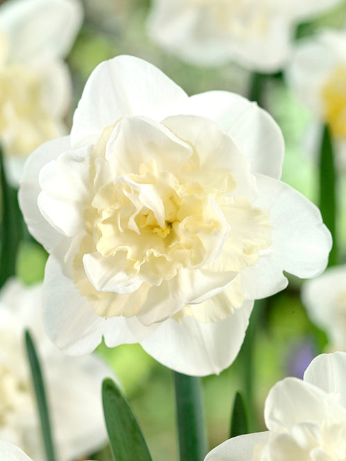 Daffodil Easter Born Bulbs