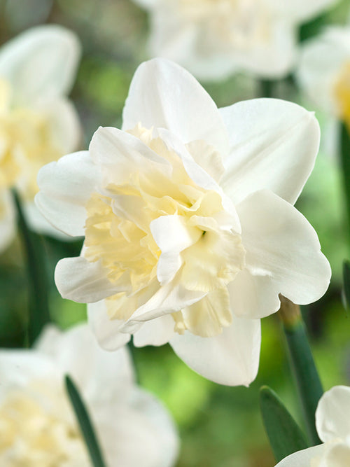 Buy Daffodil Easter Born Flower Bulbs, Autumn Delivery to UK