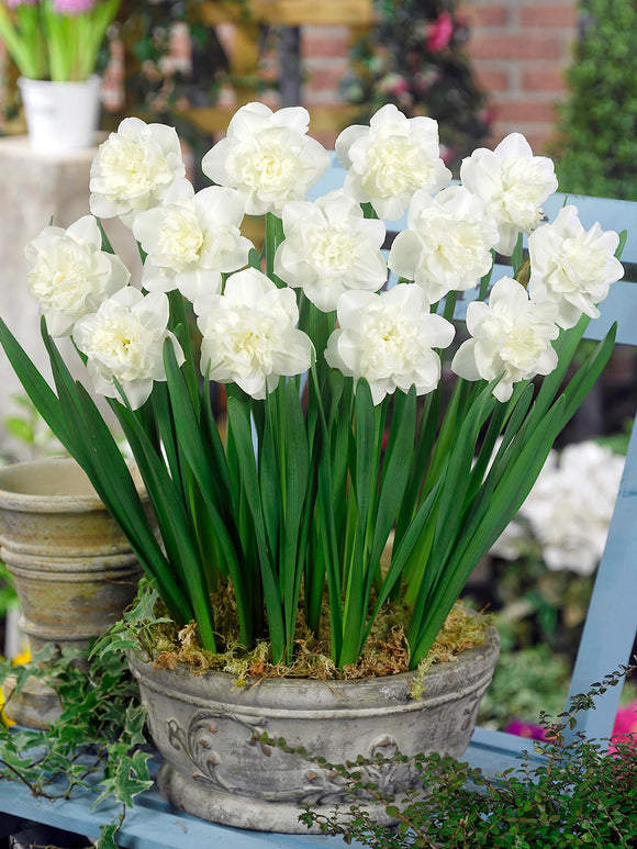 Double Flowering White Daffodil bulbs, Daffodil Easter Born