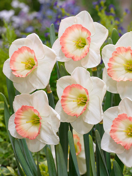 Buy Daffodil Night Cap bulbs