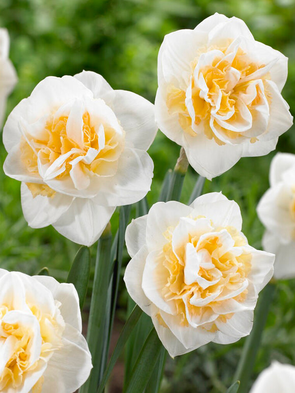 Daffodil Peach Prince Flower Bulbs