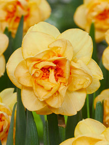 Daffodil Waylon