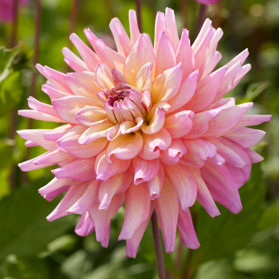 Dahlia Bahama Mama