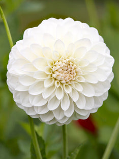 Dahlia Boom Boom White