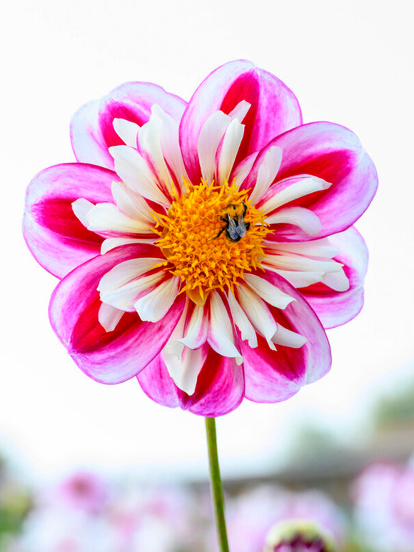 Semi Cactus Dahlia Bumble Rumble