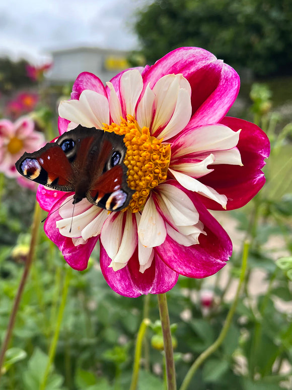 Dahlias Bumble Rumble