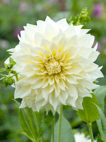 Dahlia Cafe au Lait Supreme