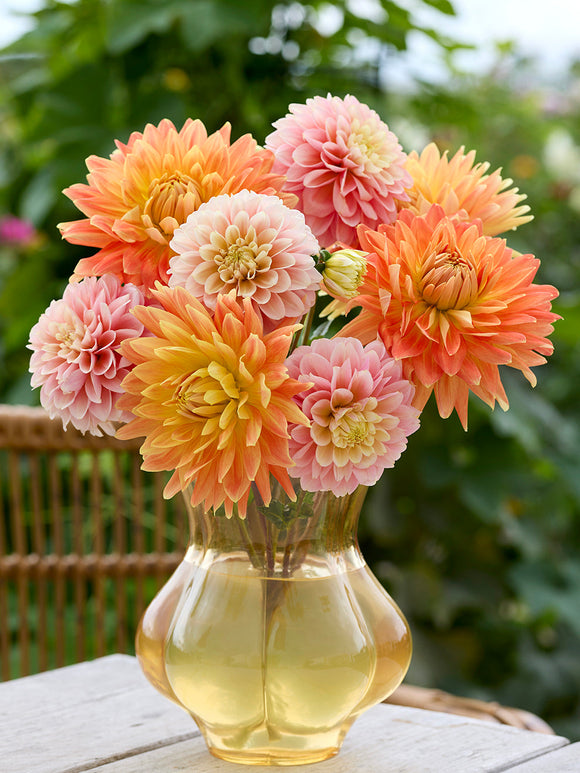 Dahlia Coral Whisper Collection