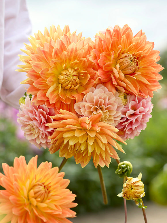 Dahlia Coral Whisper Collection