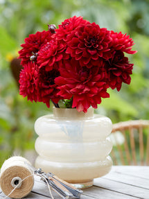 Dahlia Crimson Velvet Collection