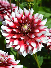 Dahlia Duet