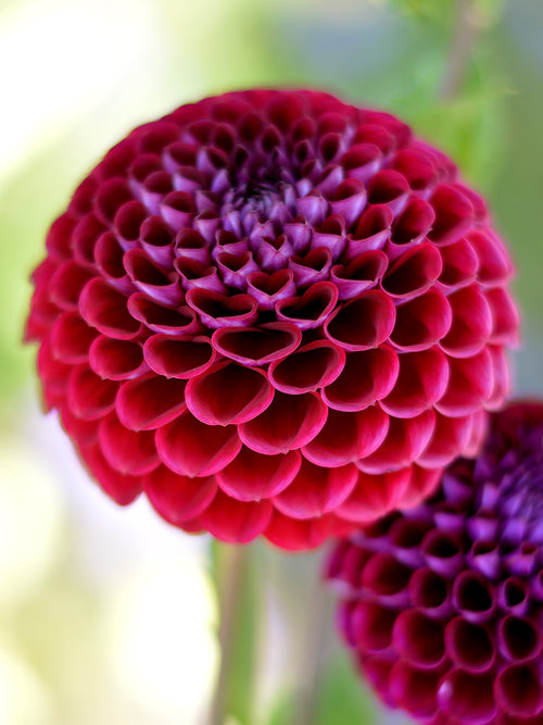 Dahlia Ivannetti tubers