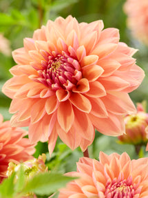 Dahlia Kick Off