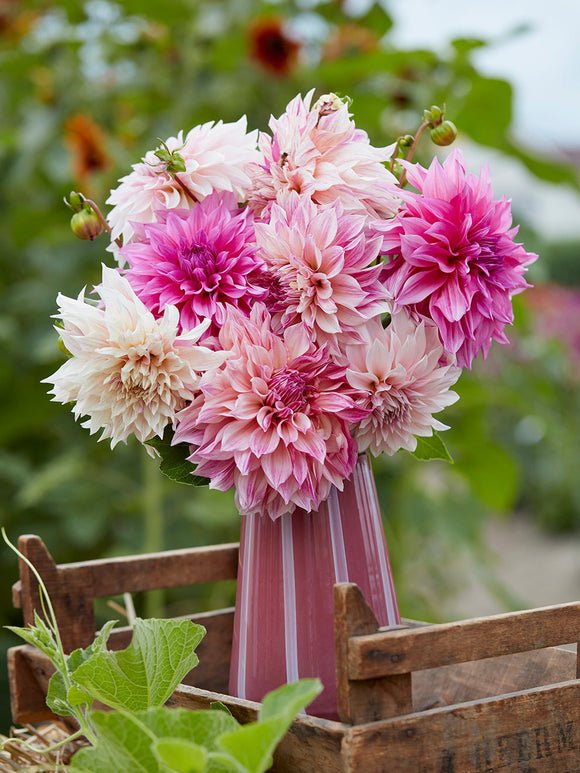 Dahlia Latte Perfection Collection