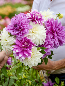 Dahlia Lilac Lace Collection