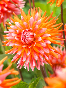 Dahlia Orange Turmoil