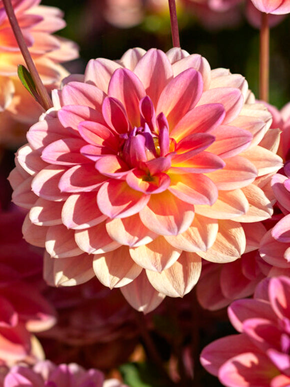 Dahlia Pacific View Tubers