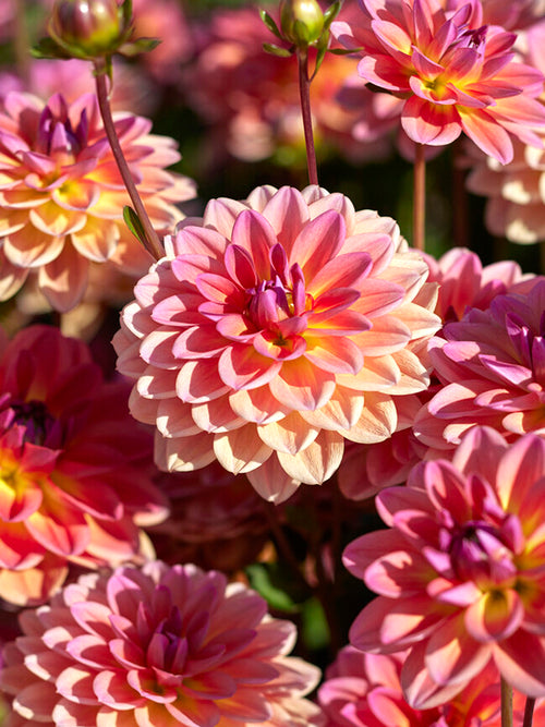 Buy Dahlia Pacific View