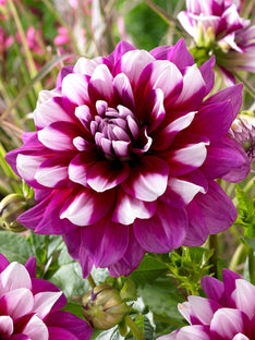 Dahlia Patches