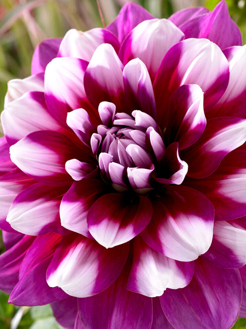 Dahlia 'Patches' - buy dahlia tubers