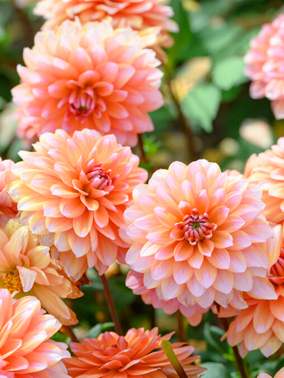 Dahlia Peaches and Vanilla a Garden Delight