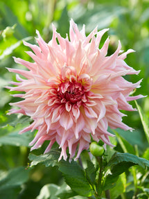 Dahlia Penhill Watermelon