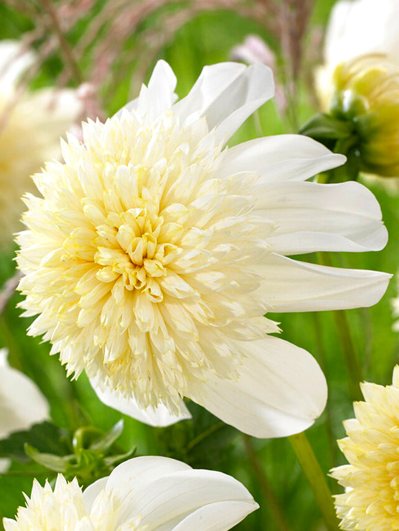 Dahlia Platinum Blonde Anemone Type