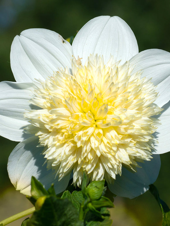 Dahlia Platinum Blonde white and lemon colours