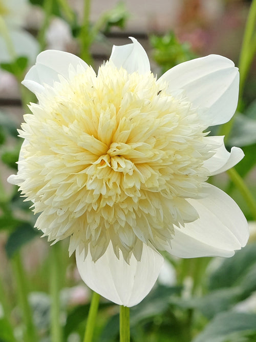 Dahlia Platinum Blonde anemone 