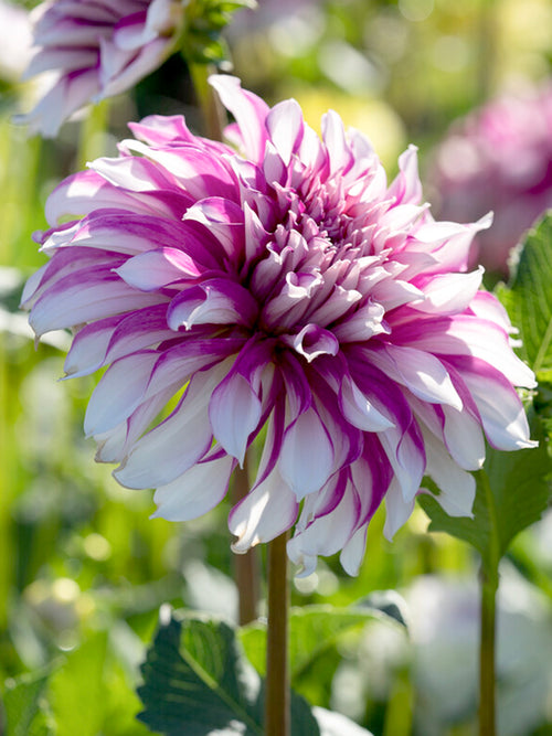 Dahlia Radegast pink and white