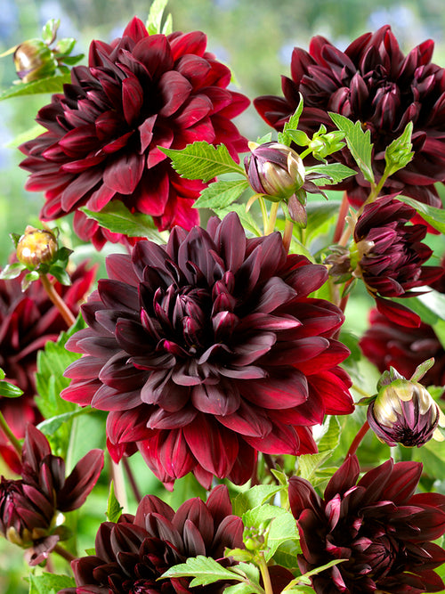 Dahlia Sam Hopkins Tubers