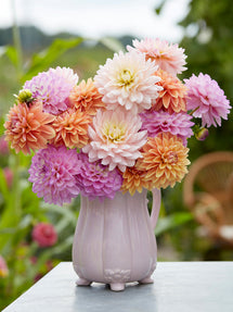 Dahlia Serene Pastel Collection