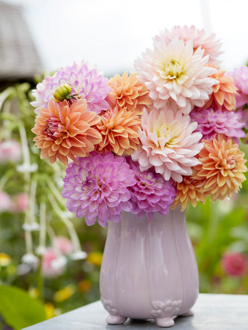 Dahlia Serene Pastel Collection