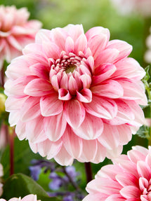 Dahlia Strawberry Cream