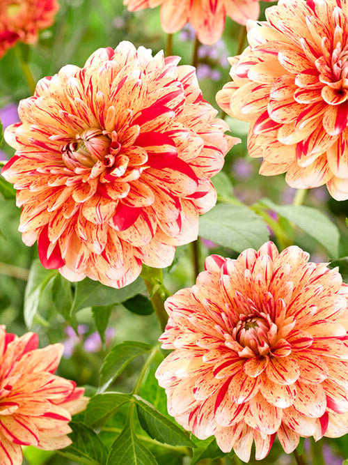 Dahlia Striped Nagano