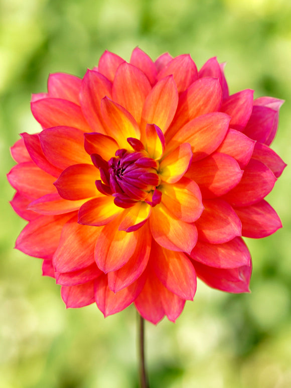 Dahlia Tricolore for Spring shipping