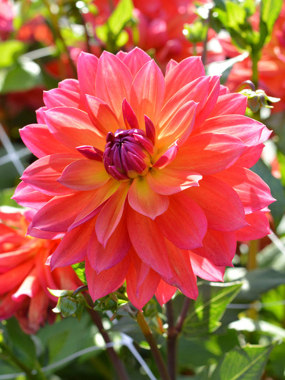 Top Quality Dahlia Tricolore Tubers