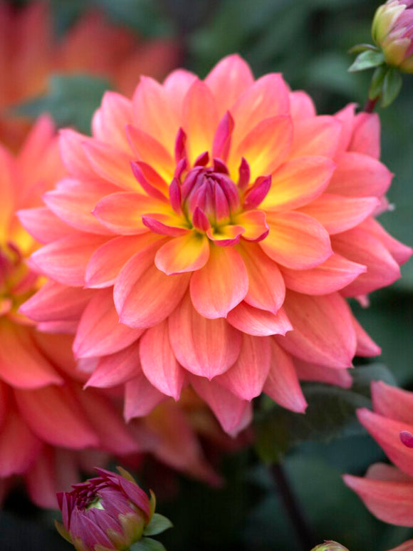 Dahlia Tricolore