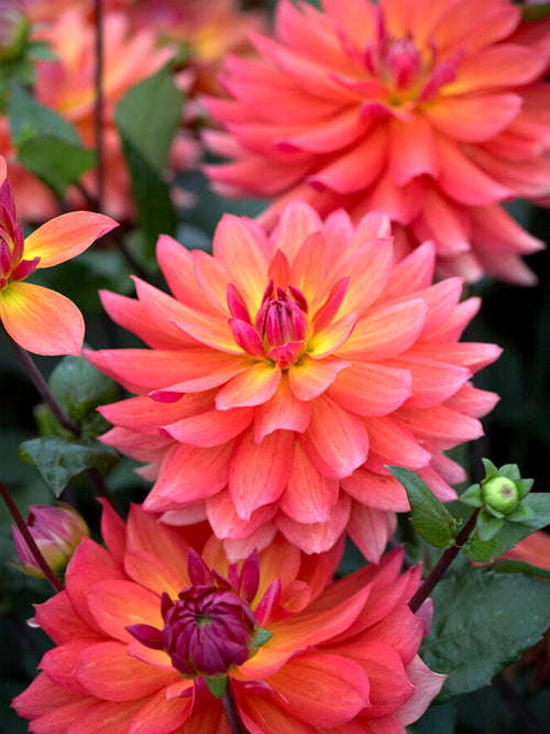 Dahlia Tricolore tubers