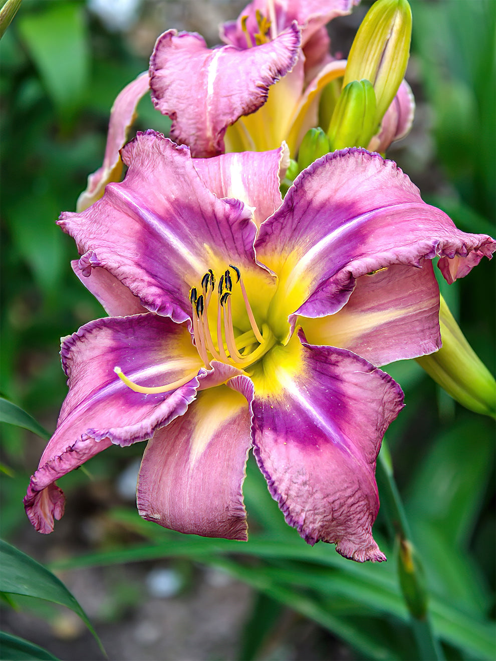 Daylily 'mildred Mitchell' (hemerocallis) Daylily Roots 