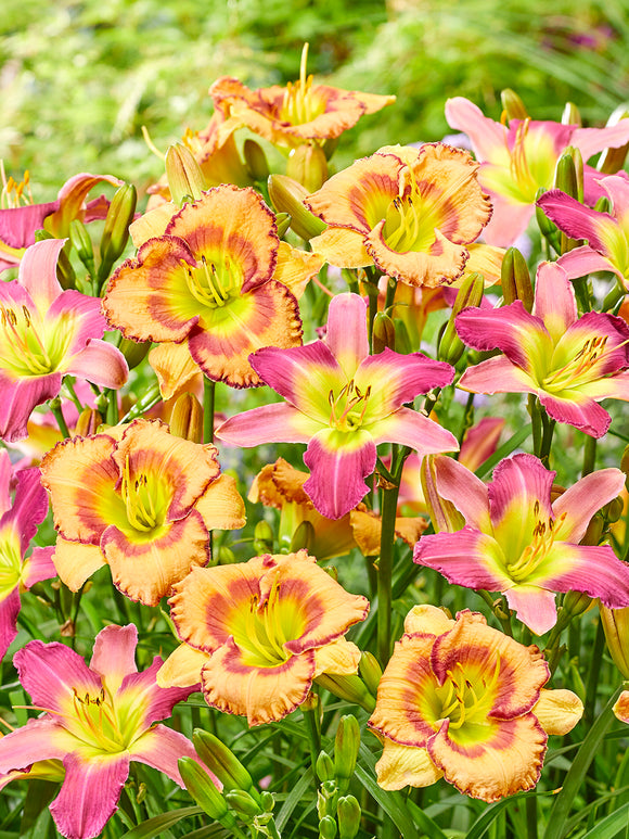 Daylily Fruity Kiss (Hemerocallis) - UK delivery