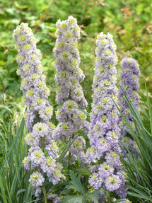 Delphinium Highlander Crystal Delight