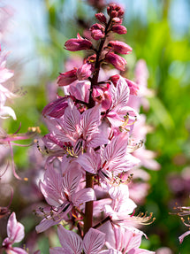 Dictamnus Albus (Burning Bush)