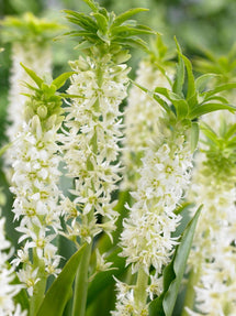 Eucomis Autumnalis White (Pineapple Lily)