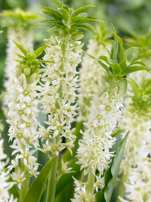 Buy Eucomis Autumanlis White Bulbs