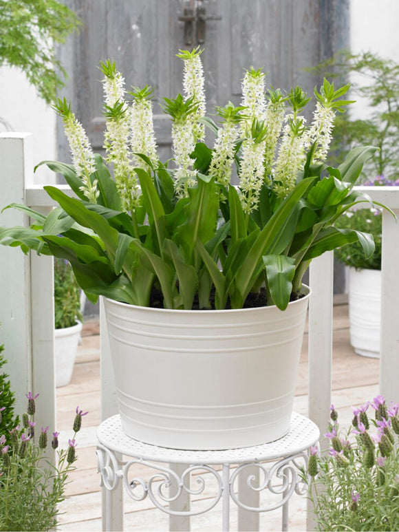 Eucomis Autumanlis White