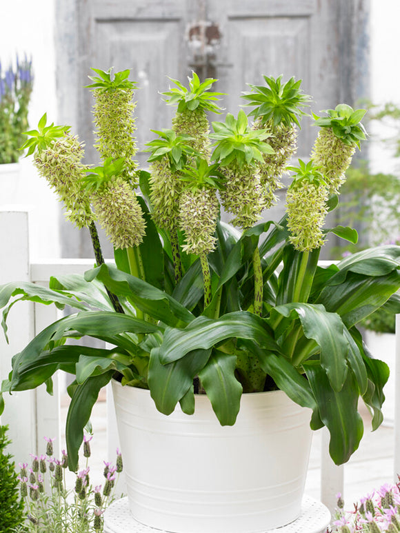 Eucomis	Bicolor