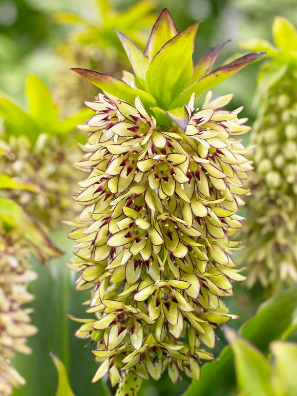 Eucomis	Bicolor Flower Bulbs